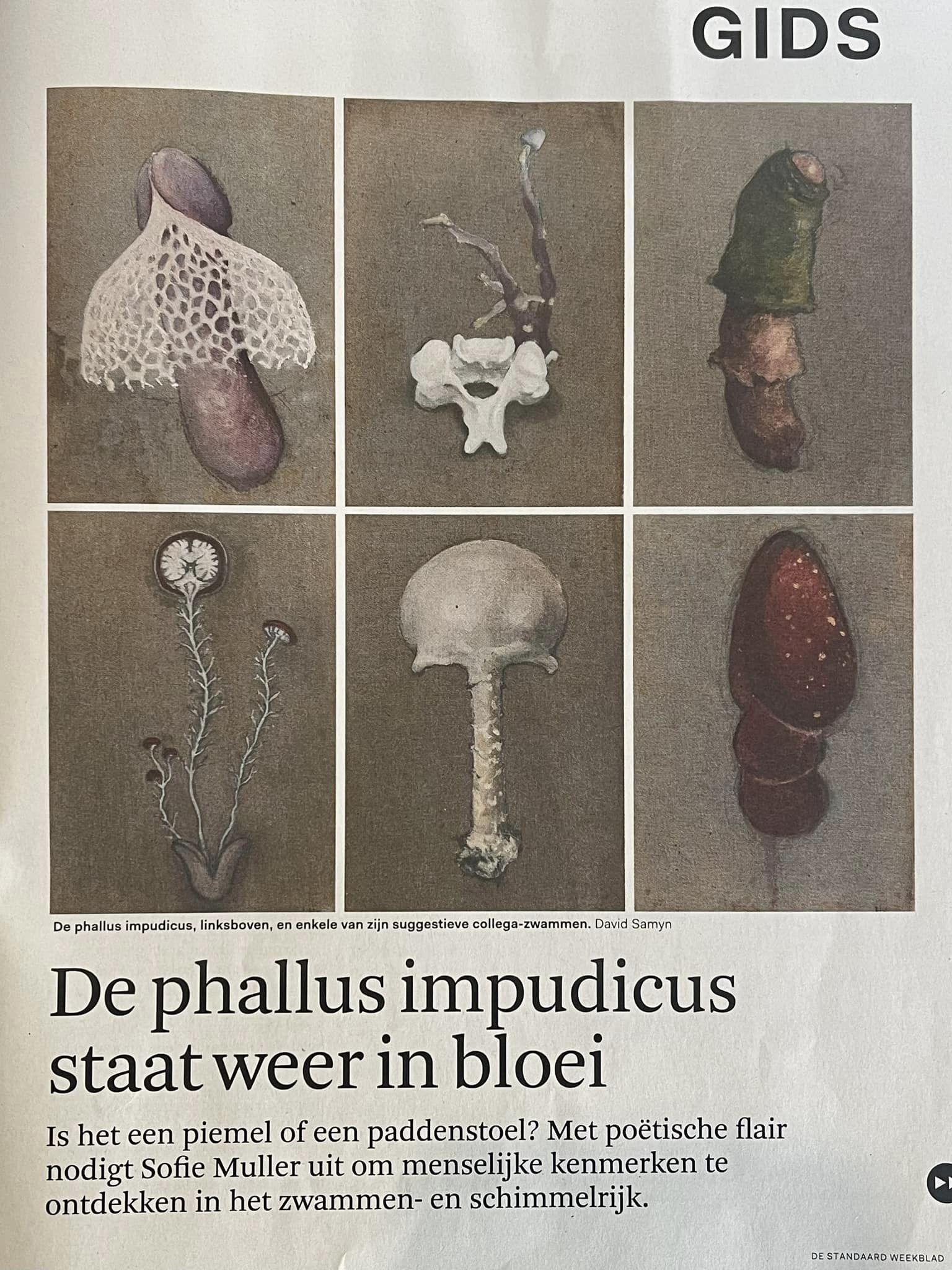 De phallus impudicus staat weer in bloei (De Standaard)